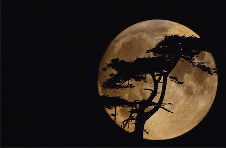 Silhouette of Tree with Full Moon Stock Photo - Rights-Managed, Code: 700-00001721