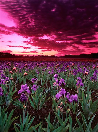 simsearch:700-02912115,k - Champ d'iris au coucher du soleil Sliverton, Oregon, Etats-Unis Photographie de stock - Rights-Managed, Code: 700-00014284
