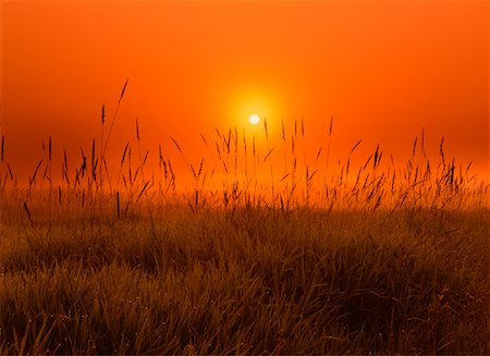 simsearch:700-00016300,k - Sunrise over Field Near Sherwood Park, Alberta Canada Stock Photo - Rights-Managed, Code: 700-00014387