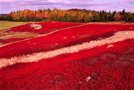 simsearch:700-00182848,k - Blueberry Field in Autumn Kingston Creek New Brunswick, Canada Stock Photo - Rights-Managed, Code: 700-00014772