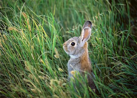 easter in canada - Le Parc National des Prairies lapin, Saskatchewan, Canada Photographie de stock - Rights-Managed, Code: 700-00015007