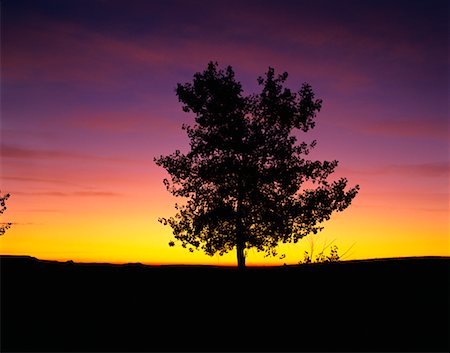 saskatchewan silo photos - Silhouette of Tree at Sunset Grasslands National Park Saskatchewan, Canada Stock Photo - Rights-Managed, Code: 700-00015080