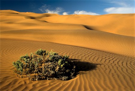 simsearch:873-06440466,k - Sand Dunes Klinghardt Mountains, Namibia Stock Photo - Rights-Managed, Code: 700-00016190