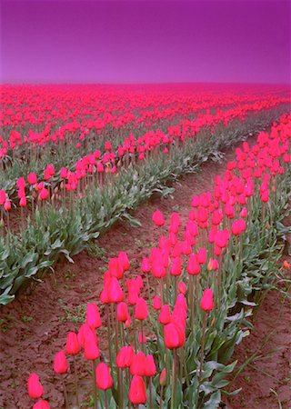 simsearch:600-03484615,k - Tulip Field Mount Vernon Washington, USA Foto de stock - Con derechos protegidos, Código: 700-00016396