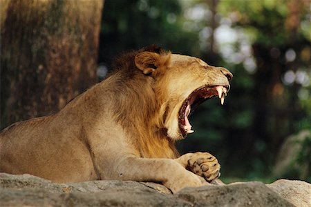 simsearch:400-04171805,k - Lion Yawning Stock Photo - Rights-Managed, Code: 700-00016404