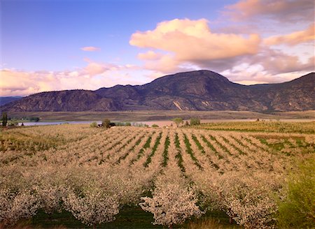 simsearch:700-00053425,k - Apple Orchard in Bloom near Osoyoos, Okanagan Valley British Columbia, Canada Stock Photo - Rights-Managed, Code: 700-00016604