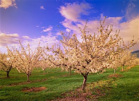 simsearch:700-00053425,k - Apple Orchard in Bloom Near Osoyoos, Okanagan Valley British Columbia, Canada Stock Photo - Rights-Managed, Code: 700-00016605