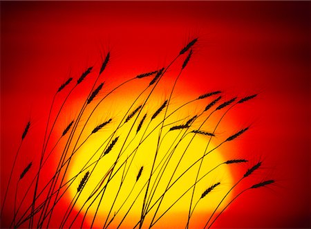 silo alberta - Silhouette of Barley at Sunset Alberta, Canada Stock Photo - Rights-Managed, Code: 700-00017137