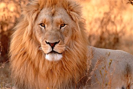 Parc National de Chobe Lion Botswana Photographie de stock - Rights-Managed, Code: 700-00011355