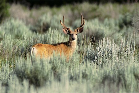 Mule Deer Dinosaur Provincial Park Alberta, Canada Stock Photo - Rights-Managed, Code: 700-00011361