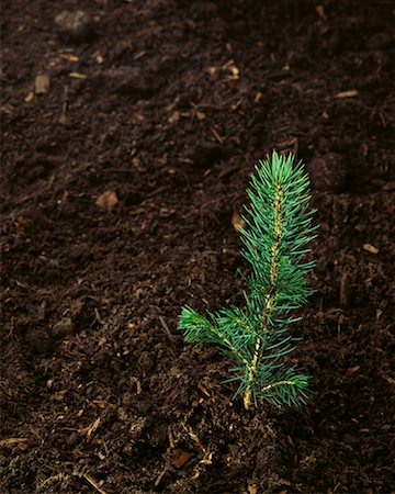 Evergreen Sapling Stock Photo - Rights-Managed, Code: 700-00012571
