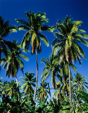 simsearch:700-00023229,k - Palm Trees and Banana Plants Puerto Vallarta, Mexico Foto de stock - Con derechos protegidos, Código: 700-00013660