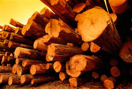 simsearch:700-00361363,k - Close-Up of Hemlock Logs Revelstoke, British Columbia Canada Stock Photo - Rights-Managed, Code: 700-00025307