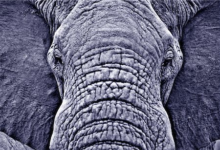 simsearch:700-02659799,k - Close-Up of African Elephant Sabi Sands Game Preserve South Africa Stock Photo - Rights-Managed, Code: 700-00025942
