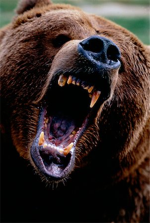 simsearch:700-02833750,k - Close-Up of Grizzly Bear Roaring Washington, USA Stock Photo - Rights-Managed, Code: 700-00026032
