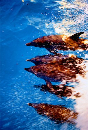 simsearch:6119-07451337,k - Overhead View of Spotted Dolphins At Surface of Water Little Bahama Banks, Bahamas Foto de stock - Con derechos protegidos, Código: 700-00026273