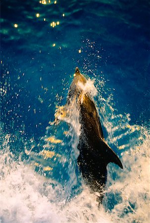 simsearch:6119-07451337,k - Overhead View of Spotted Dolphin At Surface of Water Little Bahama Banks, Bahamas Foto de stock - Con derechos protegidos, Código: 700-00026340