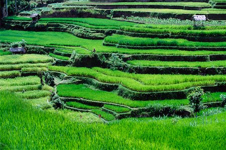 simsearch:700-00057322,k - Huts on Terraced Rice Paddies Bali, Indonesia Stock Photo - Rights-Managed, Code: 700-00026409