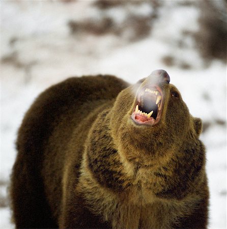 simsearch:700-02833750,k - Grizzly Bear Growling in Winter Stock Photo - Rights-Managed, Code: 700-00026444