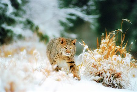 simsearch:700-01199476,k - Bobcat in Winter Stock Photo - Rights-Managed, Code: 700-00026447