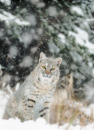 simsearch:700-01199476,k - Portrait of Bobcat in Winter Stock Photo - Rights-Managed, Code: 700-00026442