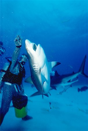 Underwater View of Diver Feeding Caribbean Reef Sharks Grand Bahama Island, Bahamas Stock Photo - Rights-Managed, Code: 700-00026676