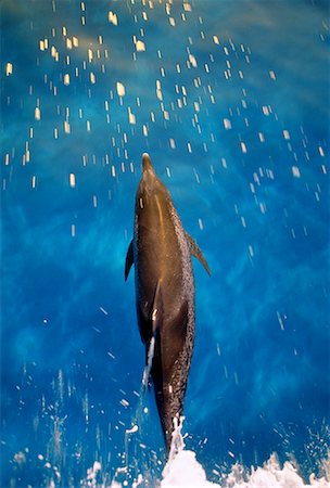 simsearch:6119-07451337,k - Overhed View of Spotted Dolphin At Surface of Water Little Bahama Banks, Bahamas Foto de stock - Con derechos protegidos, Código: 700-00026677
