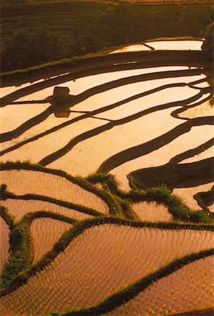 simsearch:700-00057322,k - Overview of Hut and Terraced Rice Paddy Bali, Indonesia Stock Photo - Rights-Managed, Code: 700-00027012