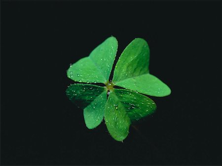 Four-Leaf Clover Stock Photo - Rights-Managed, Code: 700-00028432