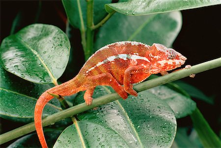 Panther Chameleon on Stem Stock Photo - Rights-Managed, Code: 700-00029170