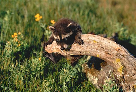 Young Raccoon Hanging from Bridge Alberta, Canada Stock Photo - Rights-Managed, Code: 700-00029586