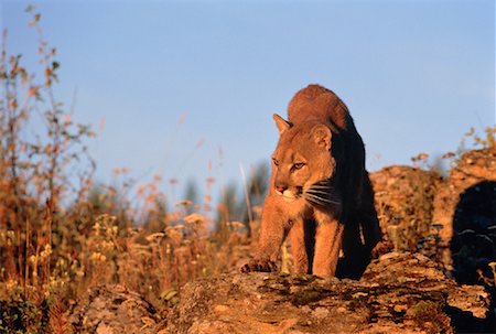 Cougar Walking in Field Foto de stock - Con derechos protegidos, Código: 700-00029994