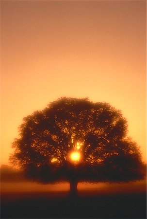 simsearch:700-00157939,k - Silhouette of Tree at Sunset Wakulla County, Florida, USA Stock Photo - Rights-Managed, Code: 700-00021614