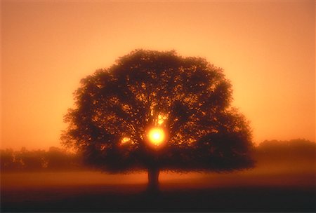 simsearch:700-00157939,k - Silhouette of Tree at Sunset Wakulla County, Florida, USA Stock Photo - Rights-Managed, Code: 700-00021615