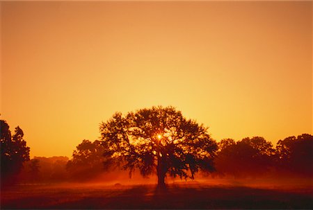 simsearch:700-00157939,k - Silhouette of Live Oak at Sunset Tallahassee, Florida, USA Stock Photo - Rights-Managed, Code: 700-00021616