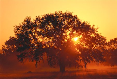 simsearch:700-00157939,k - Silhouette of Live Oak at Sunset Tallahassee, Florida, USA Stock Photo - Rights-Managed, Code: 700-00021617