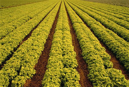 simsearch:700-00515479,k - Leaf Lettuce Field Salinas Valley California, USA Foto de stock - Con derechos protegidos, Código: 700-00022262