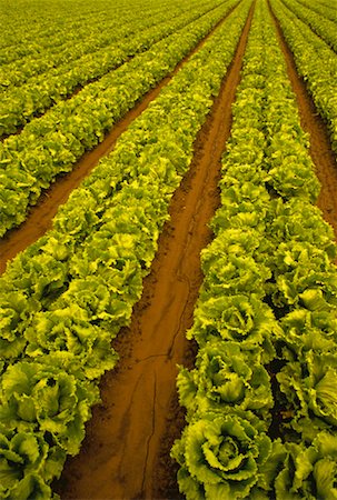 simsearch:700-00515479,k - Lettuce Field Salinas Valley California, USA Foto de stock - Con derechos protegidos, Código: 700-00022263