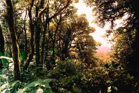 simsearch:700-00023229,k - Rain Forest Monteverde, Costa Rica Foto de stock - Con derechos protegidos, Código: 700-00023189