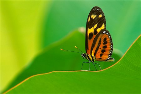 simsearch:700-00023229,k - Close-Up of Butterfly on Leaf Amazon Rainforest Napo Province, Ecuador Foto de stock - Con derechos protegidos, Código: 700-00023227
