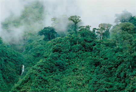 simsearch:700-00023229,k - Cloud Forest Andes Mountains Napo Province, Ecuador Foto de stock - Con derechos protegidos, Código: 700-00023229