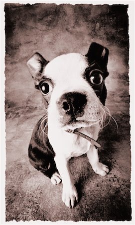 simsearch:700-00035311,k - Portrait de Boston Terrier Photographie de stock - Rights-Managed, Code: 700-00034141