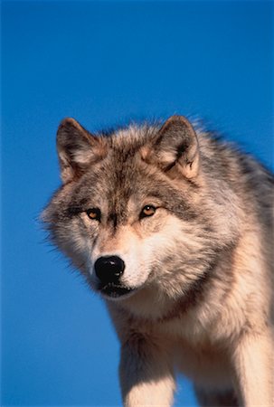 simsearch:700-02833750,k - Portrait of Female Timber Wolf Ontario, Canada Stock Photo - Rights-Managed, Code: 700-00035751