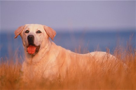 simsearch:700-00198258,k - Portrait of Yellow Labrador Retriever Lying in Field Stock Photo - Rights-Managed, Code: 700-00030903