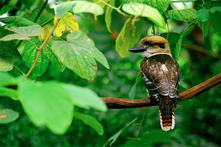 simsearch:700-00052822,k - Kookaburra Australian Kingfisher Stock Photo - Rights-Managed, Code: 700-00031279