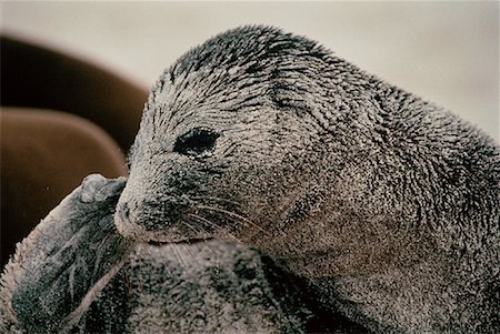simsearch:700-00481653,k - Galapagos Sea Lion Galapagos Islands, Ecuador Stock Photo - Rights-Managed, Code: 700-00031511