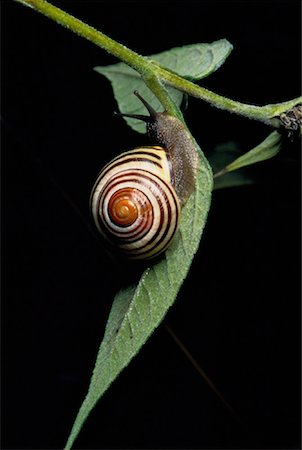 Close-Up of Garden Snail on Leaf Toronto, Ontario, Canada Stock Photo - Rights-Managed, Code: 700-00031513