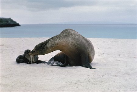 simsearch:700-00481653,k - Galapagos Sea Lion with Pup Galapagos Islands, Ecuador Stock Photo - Rights-Managed, Code: 700-00032929