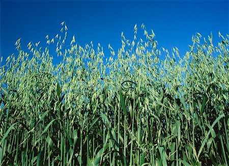 Field of Green Oats Stanford, Manitoba, Canada Stock Photo - Rights-Managed, Code: 700-00033684