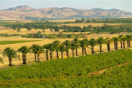 Vineyards, Barossa Valley South Australia, Australia Stock Photo - Rights-Managed, Code: 700-00033861